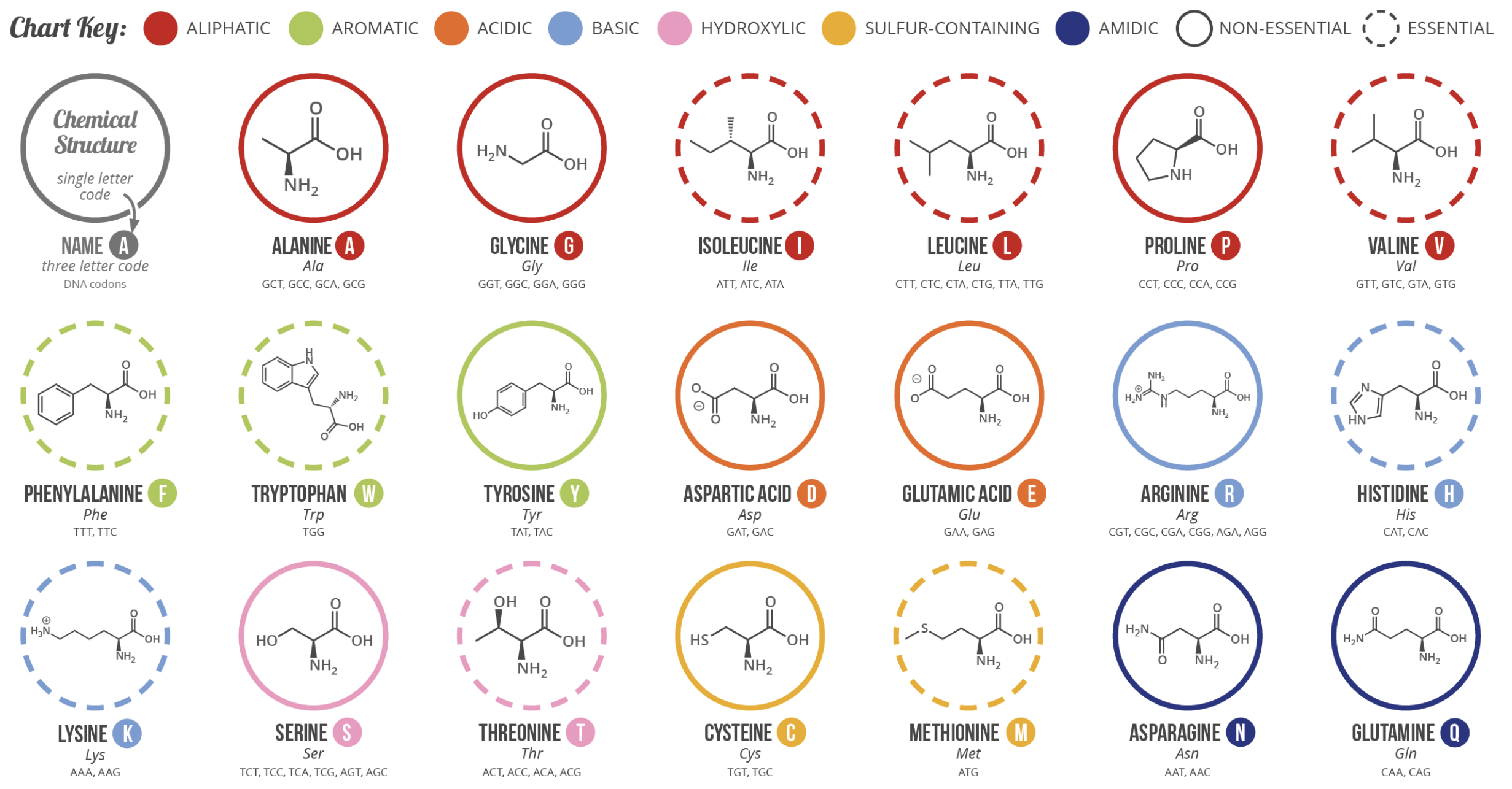Amino acid chart