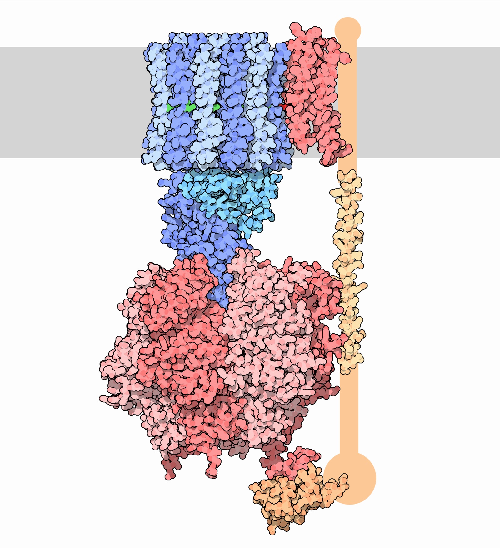 ATP Synthase