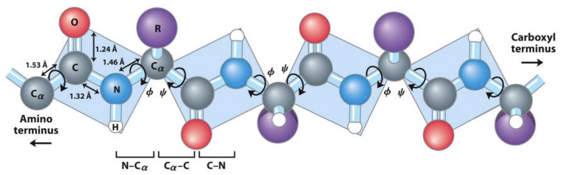 Protein backbone structure showing N-Cα-C repeat, bond lengths, phi/psi angles, and R side chains