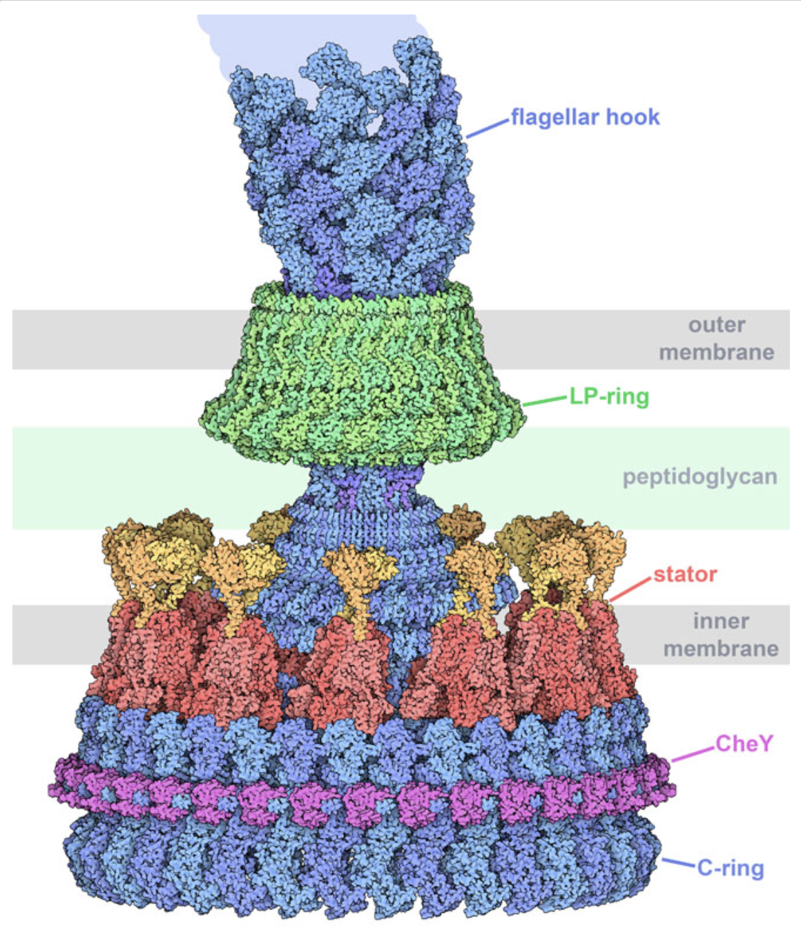 Quaternary structure