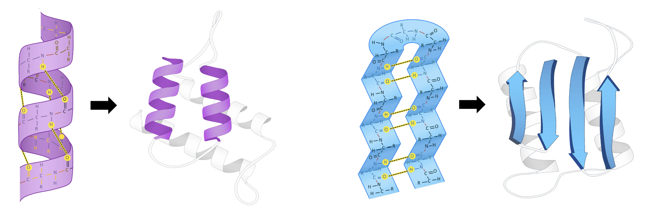 Alpha helix and beta sheet secondary structures